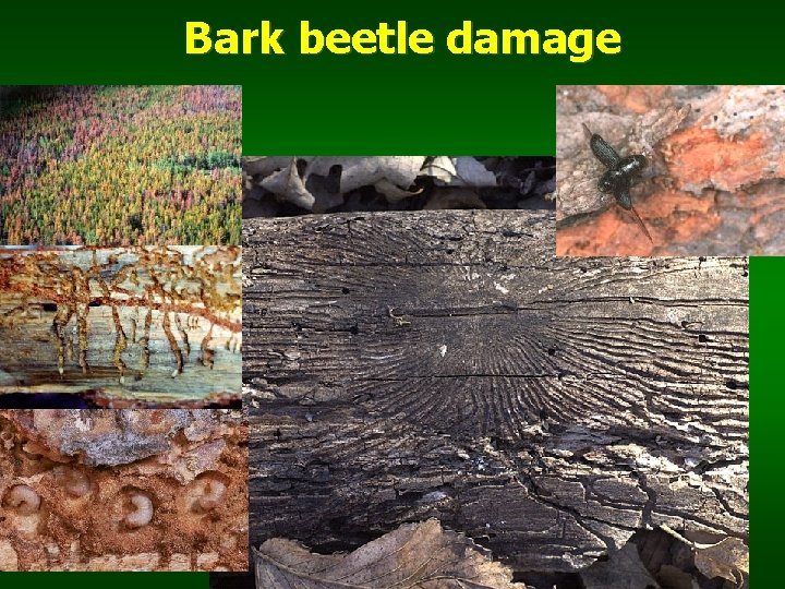 Bark beetle damage 