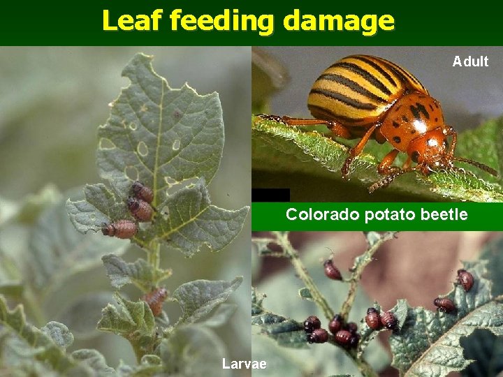 Leaf feeding damage Adult Colorado potato beetle Larvae 