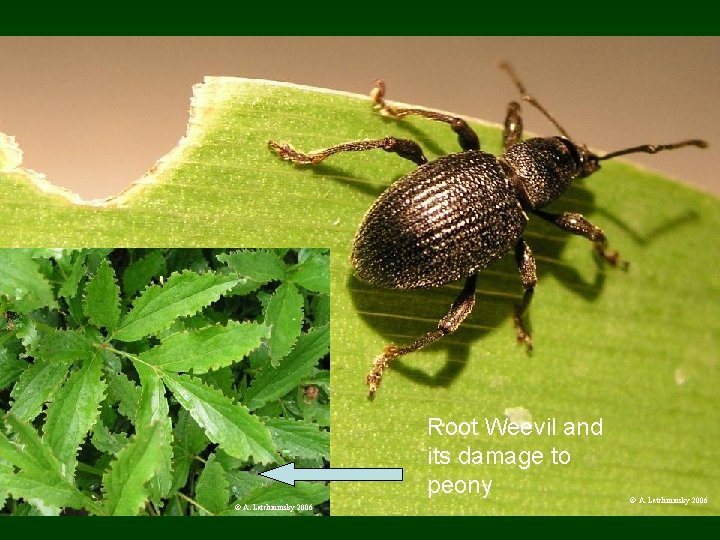 Root Weevil and its damage to peony © A. Latchininsky 2006 