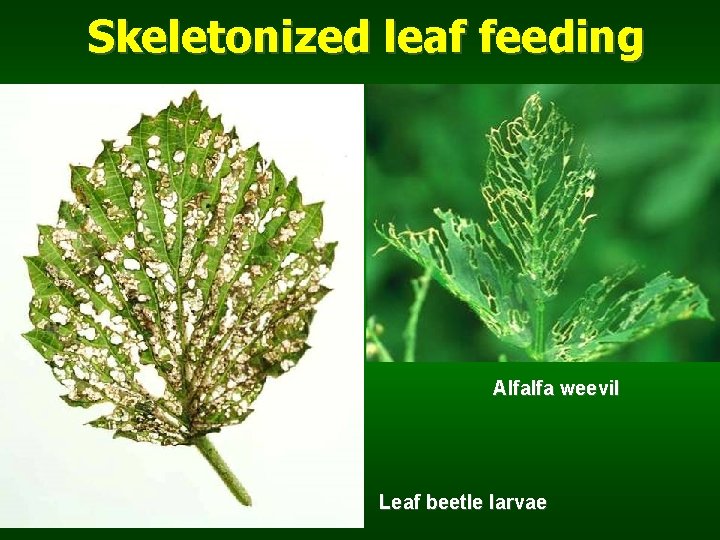 Skeletonized leaf feeding Alfalfa weevil Leaf beetle larvae 