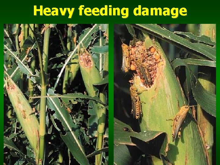 Heavy feeding damage 