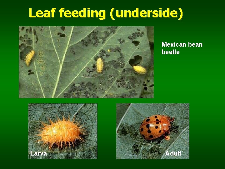 Leaf feeding (underside) Mexican beetle Larva Adult 