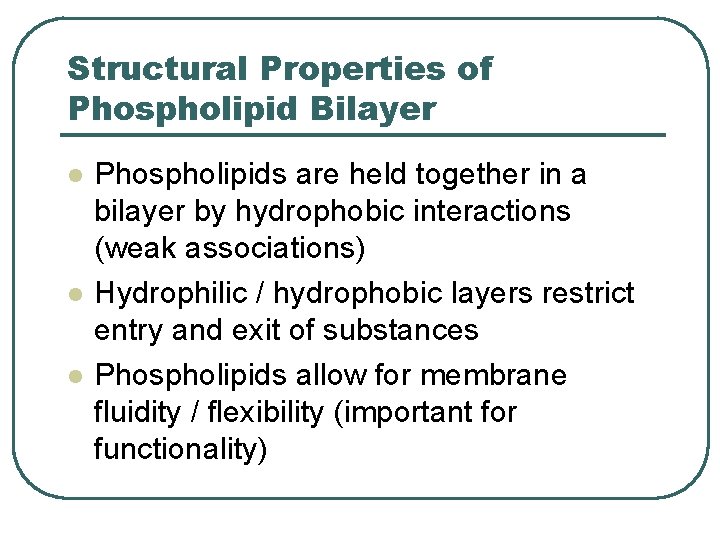 Structural Properties of Phospholipid Bilayer l l l Phospholipids are held together in a