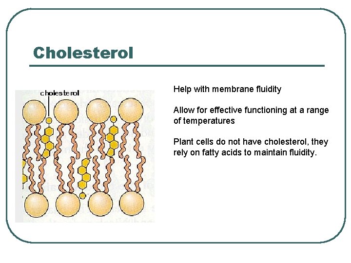 Cholesterol Help with membrane fluidity Allow for effective functioning at a range of temperatures