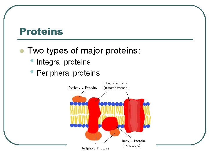 Proteins l Two types of major proteins: • Integral proteins • Peripheral proteins 