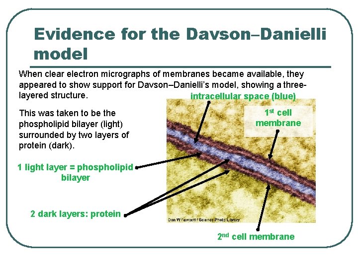 Evidence for the Davson–Danielli model When clear electron micrographs of membranes became available, they