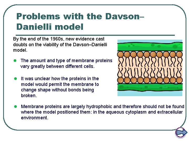 Problems with the Davson– Danielli model By the end of the 1960 s, new