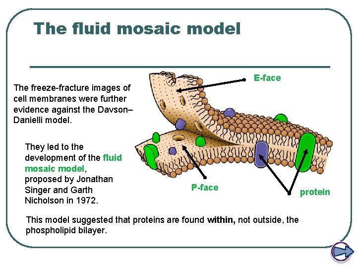 The fluid mosaic model E-face The freeze-fracture images of cell membranes were further evidence