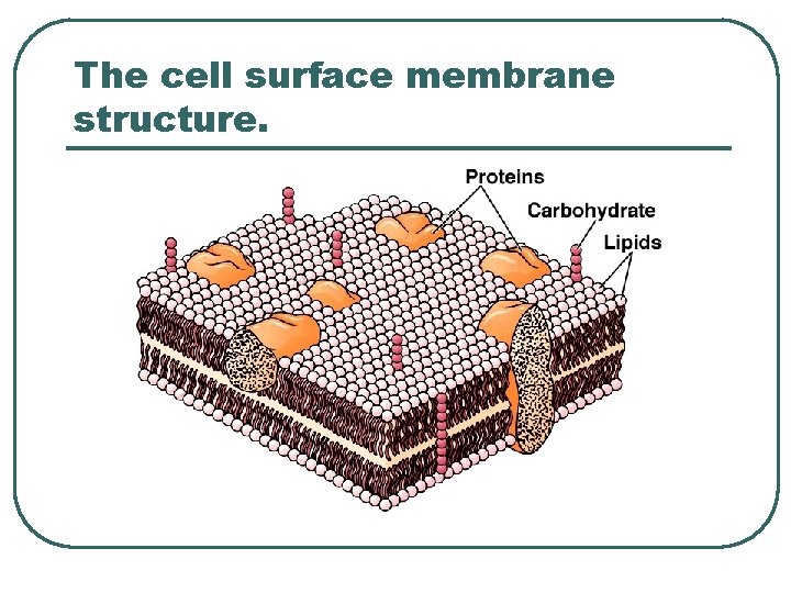 The cell surface membrane structure. 