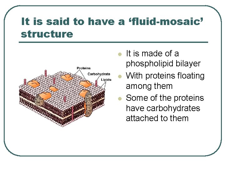 It is said to have a ‘fluid-mosaic’ structure l l l It is made