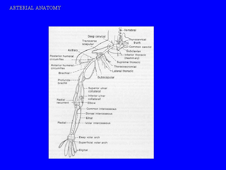 ARTERIAL ANATOMY 