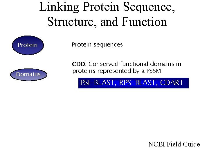 Linking Protein Sequence, Structure, and Function Protein Domains Protein sequences CDD: Conserved functional domains