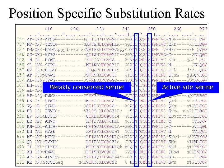 Position Specific Substitution Rates Weakly conserved serine Active site serine 