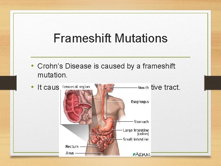 Mutations 1 Base Mutations 2 Chromosomal Mutations What