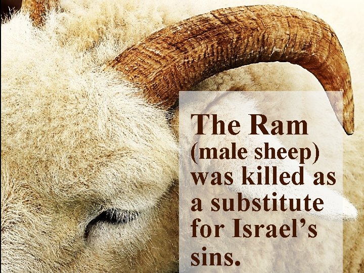 The Ram (male sheep) was killed as a substitute for Israel’s sins. 
