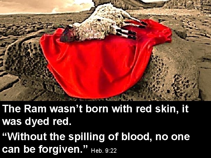 The Ram wasn’t born with red skin, it was dyed red. “Without the spilling