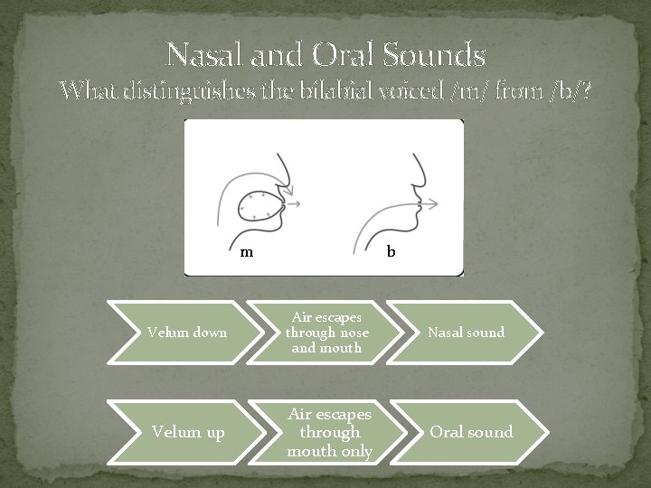 Nasal and Oral Sounds What distinguishes the bilabial voiced /m/ from /b/? m b