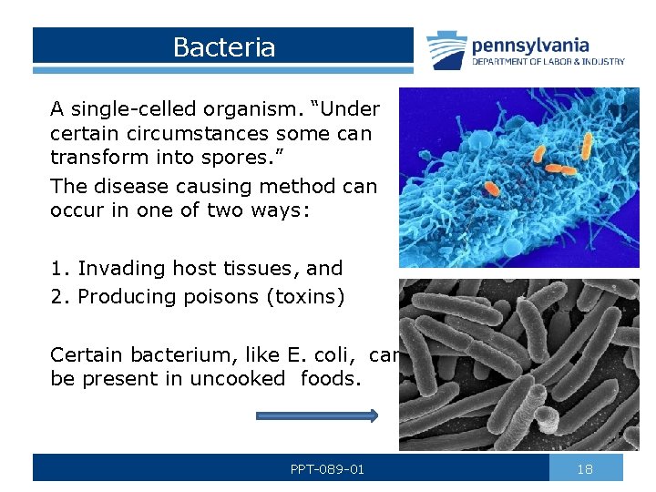 Bacteria A single-celled organism. “Under certain circumstances some can transform into spores. ” The