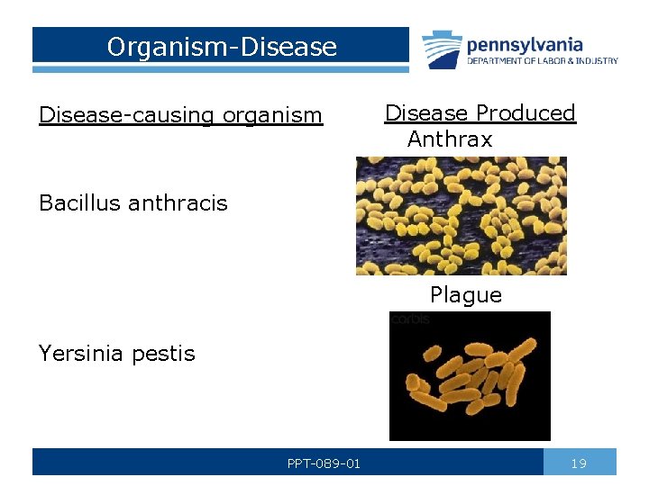 Organism-Disease-causing organism Disease Produced Anthrax Bacillus anthracis Plague Yersinia pestis PPT-089 -01 19 