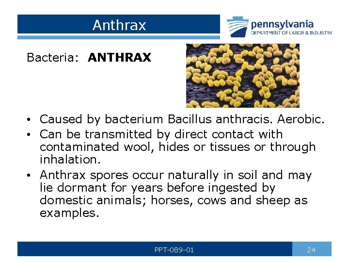 Anthrax Bacteria: ANTHRAX • Caused by bacterium Bacillus anthracis. Aerobic. • Can be transmitted