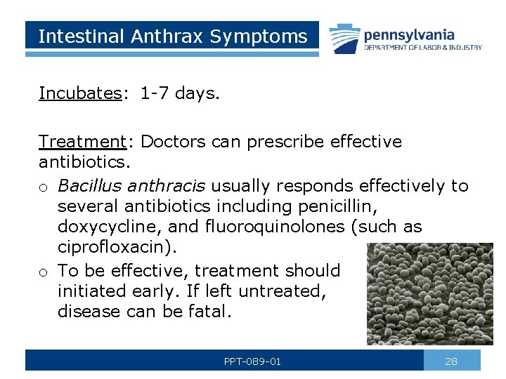 Intestinal Anthrax Symptoms Incubates: 1 -7 days. Treatment: Doctors can prescribe effective antibiotics. o