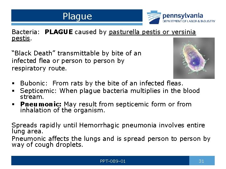 Plague Bacteria: PLAGUE caused by pasturella pestis or yersinia pestis. “Black Death” transmittable by