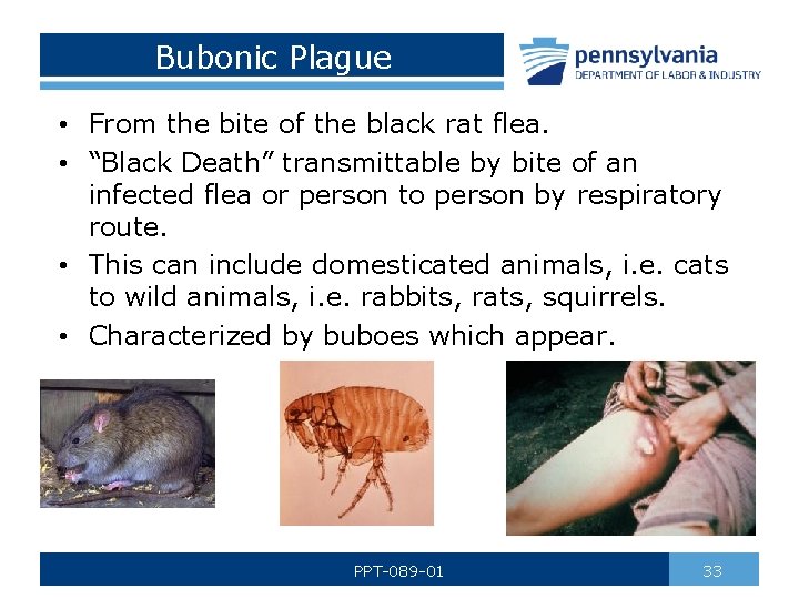 Bubonic Plague • From the bite of the black rat flea. • “Black Death”
