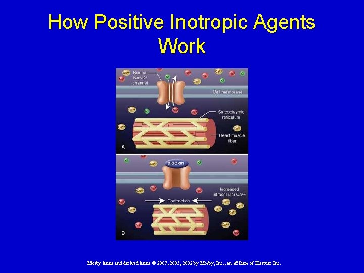How Positive Inotropic Agents Work Mosby items and derived items © 2007, 2005, 2002