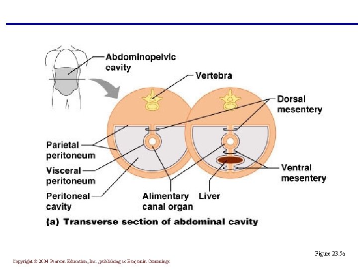 Figure 23. 5 a Copyright © 2004 Pearson Education, Inc. , publishing as Benjamin