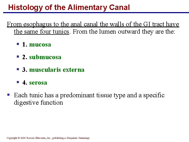 Histology of the Alimentary Canal From esophagus to the anal canal the walls of