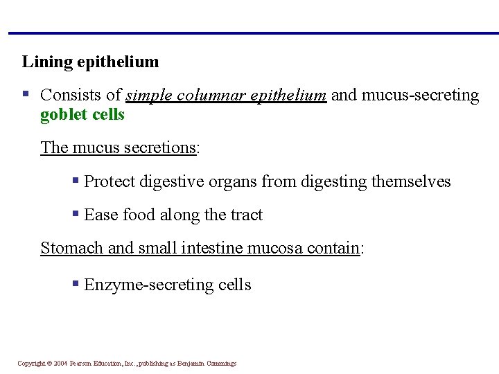 Lining epithelium § Consists of simple columnar epithelium and mucus-secreting goblet cells The mucus