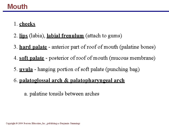 Mouth 1. cheeks 2. lips (labia), labial frenulum (attach to gums) 3. hard palate