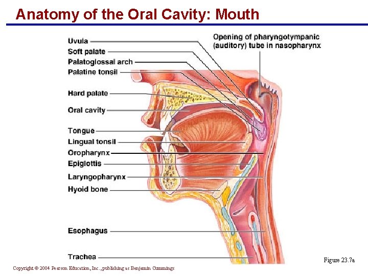 Anatomy of the Oral Cavity: Mouth Figure 23. 7 a Copyright © 2004 Pearson