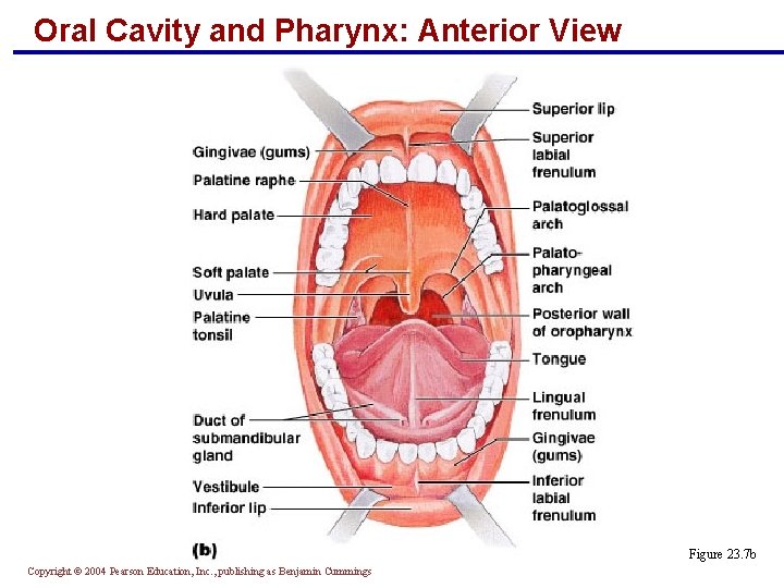 Oral Cavity and Pharynx: Anterior View Figure 23. 7 b Copyright © 2004 Pearson