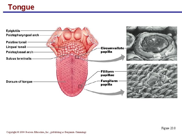 Tongue Figure 23. 8 Copyright © 2004 Pearson Education, Inc. , publishing as Benjamin