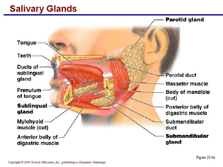 Salivary Glands Figure 23. 9 a Copyright © 2004 Pearson Education, Inc. , publishing