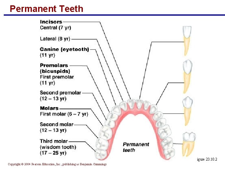 Permanent Teeth Figure 23. 10. 2 Copyright © 2004 Pearson Education, Inc. , publishing