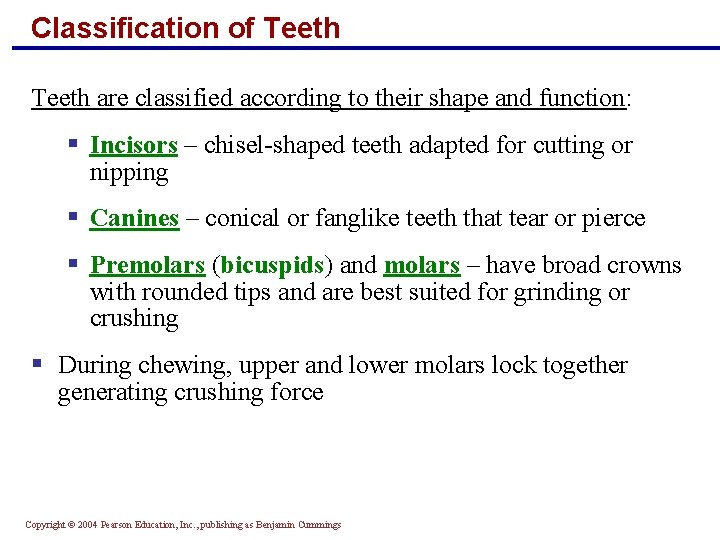 Classification of Teeth are classified according to their shape and function: § Incisors –