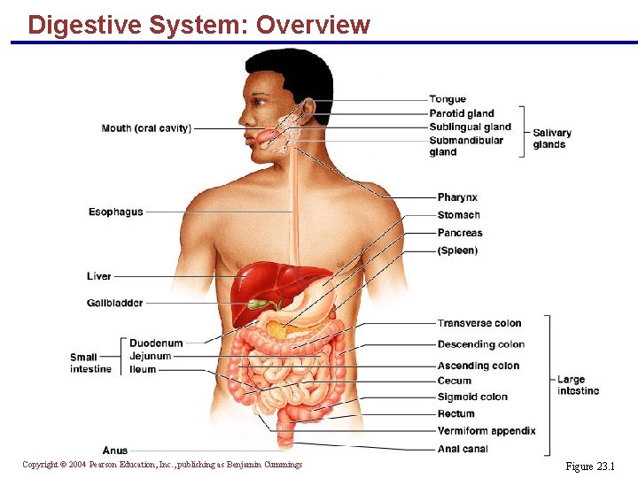 Digestive System: Overview Copyright © 2004 Pearson Education, Inc. , publishing as Benjamin Cummings