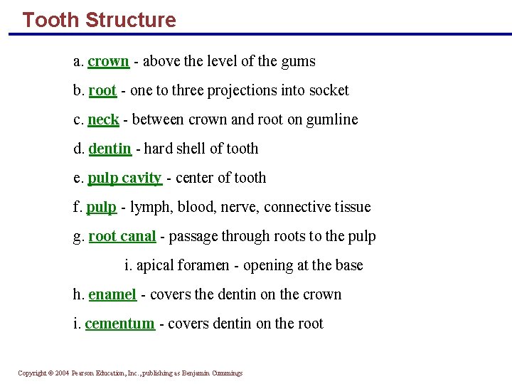 Tooth Structure a. crown - above the level of the gums b. root -