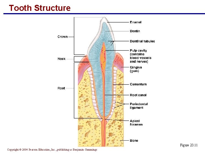 Tooth Structure Figure 23. 11 Copyright © 2004 Pearson Education, Inc. , publishing as