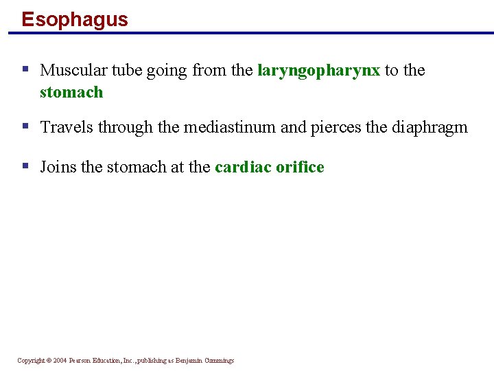Esophagus § Muscular tube going from the laryngopharynx to the stomach § Travels through