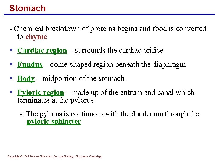 Stomach - Chemical breakdown of proteins begins and food is converted to chyme §