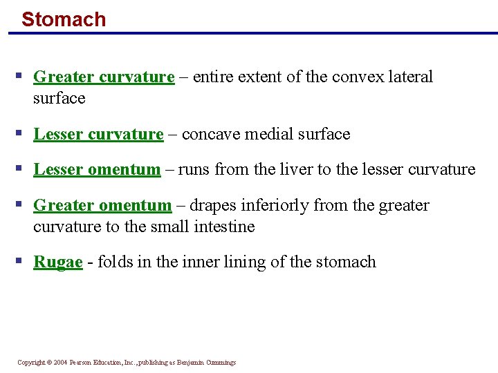 Stomach § Greater curvature – entire extent of the convex lateral surface § Lesser