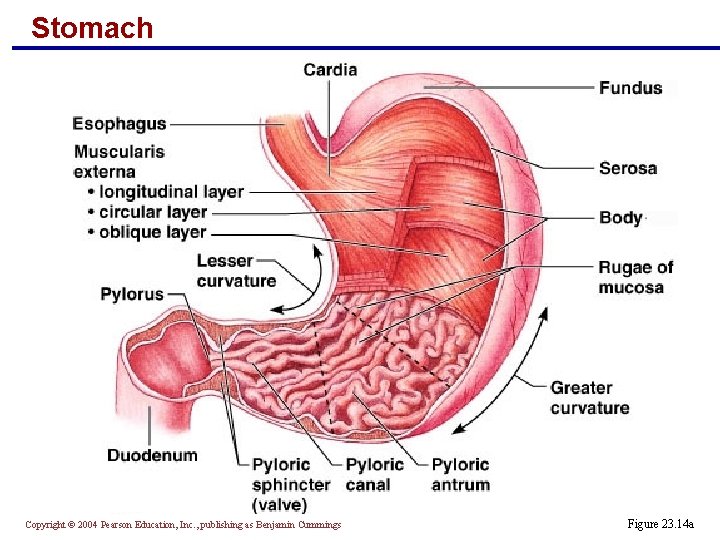 Stomach Copyright © 2004 Pearson Education, Inc. , publishing as Benjamin Cummings Figure 23.