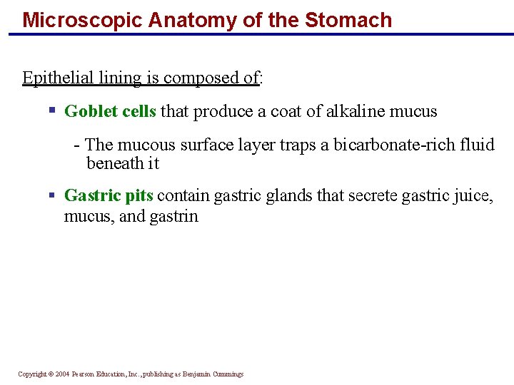 Microscopic Anatomy of the Stomach Epithelial lining is composed of: § Goblet cells that
