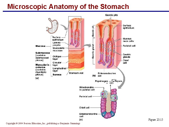 Microscopic Anatomy of the Stomach Figure 23. 15 Copyright © 2004 Pearson Education, Inc.