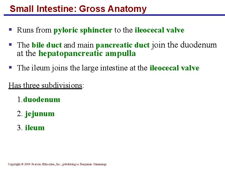 Small Intestine: Gross Anatomy § Runs from pyloric sphincter to the ileocecal valve §