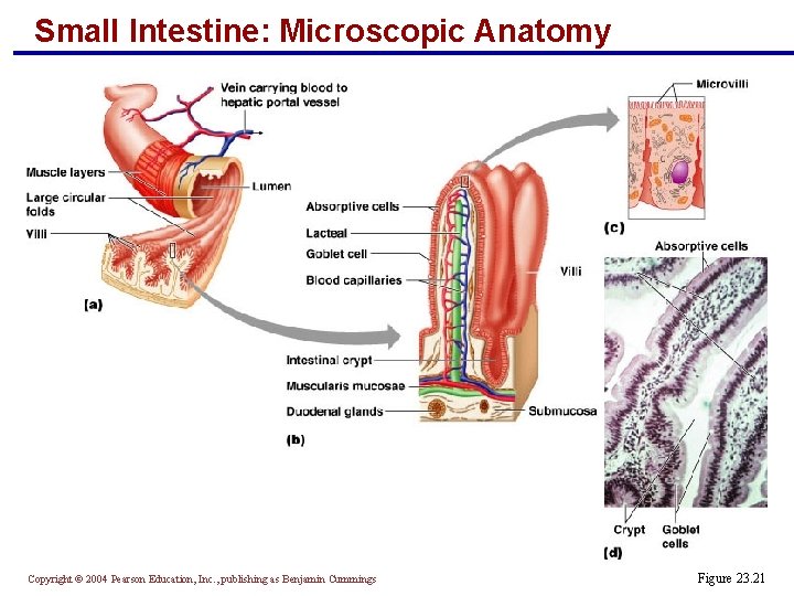 Small Intestine: Microscopic Anatomy Copyright © 2004 Pearson Education, Inc. , publishing as Benjamin