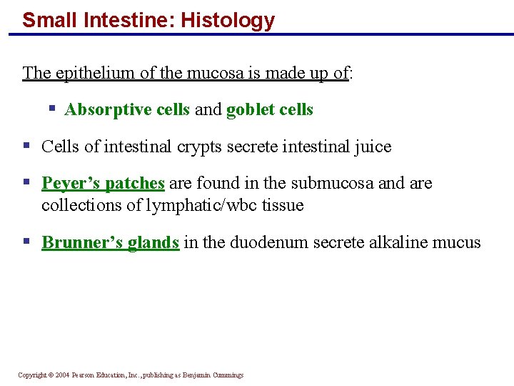 Small Intestine: Histology The epithelium of the mucosa is made up of: § Absorptive